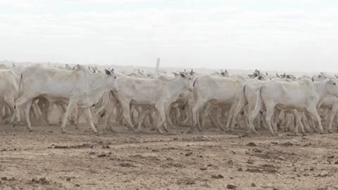 Cattle herd in confinement in Brazil Stock Footage 274619933