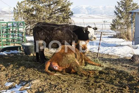 Cattle herd cow in labor birth winter Stock Photos