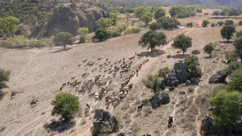 CATTLE HERD COWBOYS Stock Footage 157448502