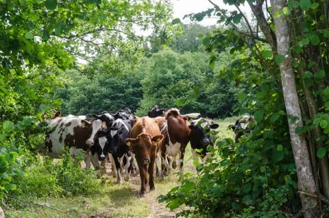 Cattle herd on a crowded cattle trail in a lush greenery Stock Photos