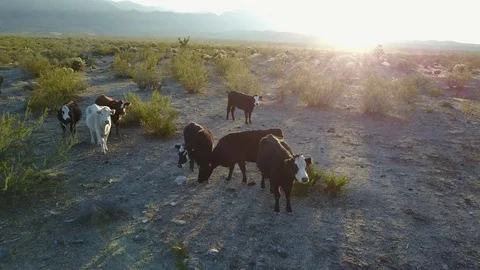 Cattle herd in desert landscape at sunset, pan follow. Stock-Footage 83526603