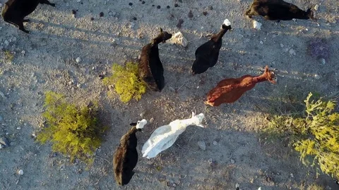 Cattle herd in desert landscape at sunset, downward shot. Stock-Footage 83526775