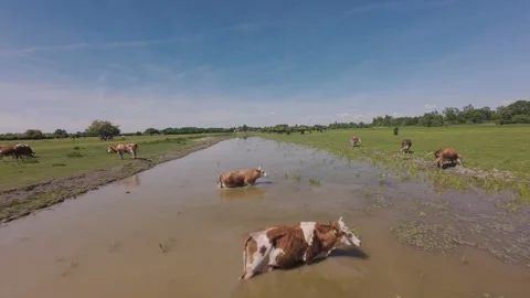A cattle herd drinking and cooling off in a river. Stock Footage 335354706