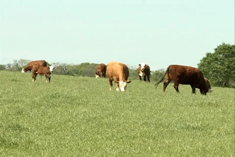 Cattle, herd eating on the field SD-03 - livestock farming Video stock 37434862