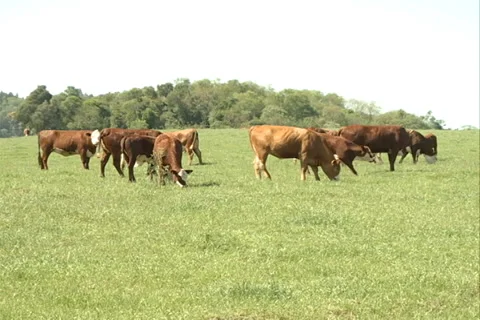 Cattle, herd on the field group SD-05 - livestock farming Video stock 37435624