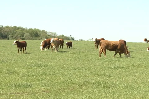 Cattle, herd on the field SD-01 - livestock farming Video stock 37434153
