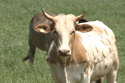 Cattle, herd on the field SD-13 Video stock 37438986