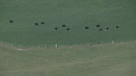 Cattle herd Stock Footage 457440