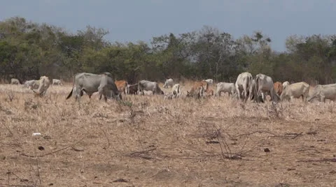 Cattle herd Stock-Footage 23578032