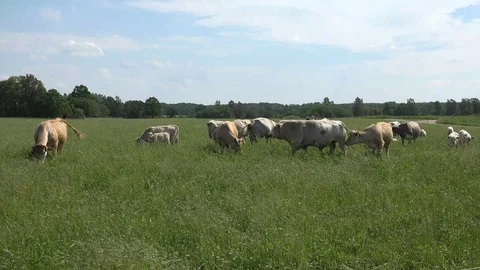 Cattle of Herd Stock Footage 109535089