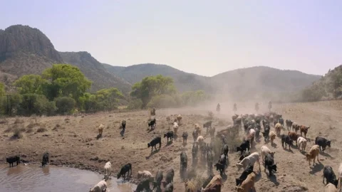 CATTLE HERD Stock Footage 157448536
