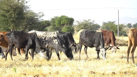 Cattle herd on forage 스톡 동영상 107979676