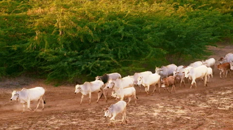 Cattle herd going through amazing sunset landscape in Bagan. Myanmar (Burma) Stock Footage 50550955