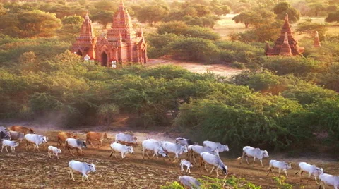 Cattle herd going through sunset landscape with Buddhist pagodas. Bagan, Myanmar Video stock 58594119