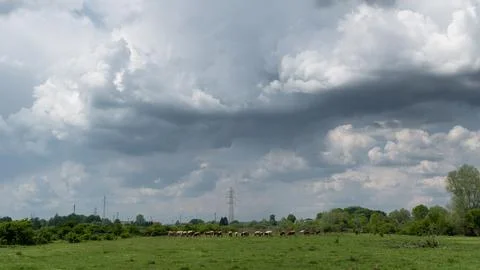 Cattle herd graze in pasture with dramatic storm cloud Stock Photos