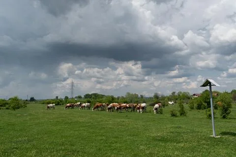 Cattle herd graze in pasture with dramatic storm cloud Stock Photos