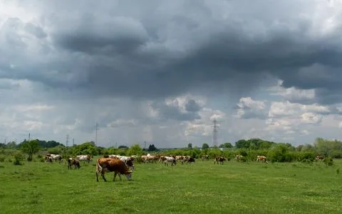 Cattle herd graze in pasture with dramatic storm cloud Stock Photos