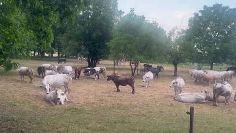 Cattle Herd Grazing And Resting On Countryside Pasture. 库存影片 337324790