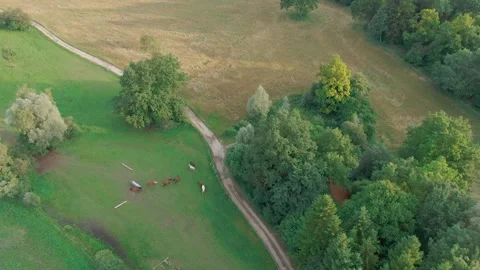 Cattle Herd Grazing on Green Forest Meadow, Aerial Drone View, Wide Shot Stock Footage 341448636
