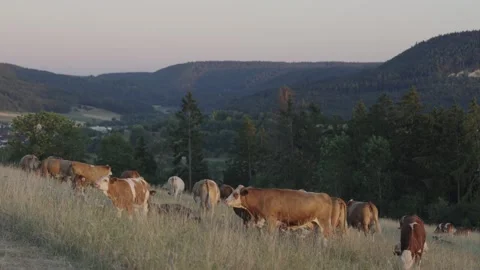 Cattle herd grazing on hillside pasture in mountain valley Stock Footage 338285617