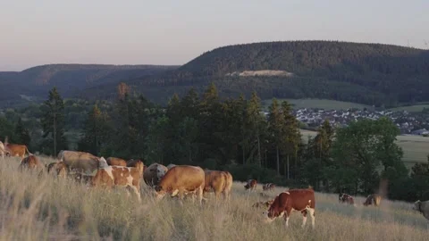Cattle herd grazing on hillside pasture in mountain valley Stock Footage 338285630