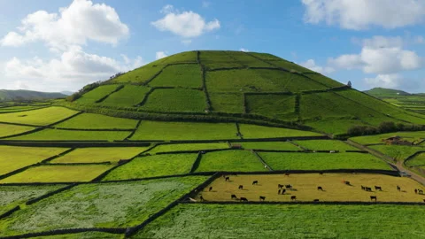 Cattle Herd Grazing In The Pasture In Patchwork Fields Of Terceira Island In Video stock 337208238