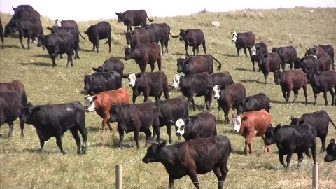 Cattle herd on hillside Stock Footage 104765415
