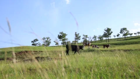Cattle Herd on the Hillside Stock Footage 333321757