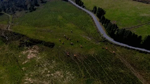 Cattle herd made up of organic cows grazing in a natural mountain Vídeos de archivo 197470685