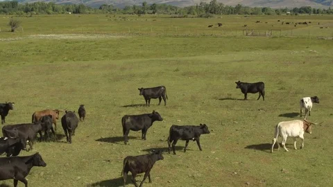 Cattle herd on a meadow 動画素材 73878075
