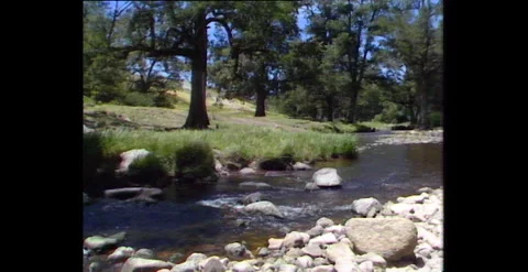 Cattle Herd Moving to River – Australia (1980s) Video stock 310583471