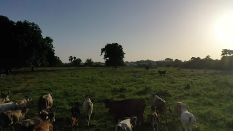Cattle Herd Moving Through Lush Vegetation Stockbeeldmateriaal 288379840