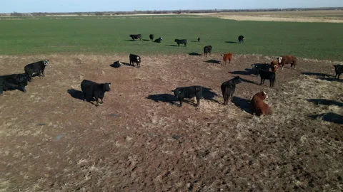 Cattle Herd Orbit Stock Footage 145770284
