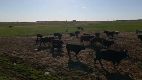 Cattle herd pan Stock Footage 145769601