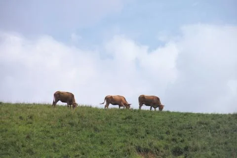 Cattle Herd Fotos Stock