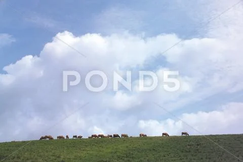 Cattle Herd Stock Photos