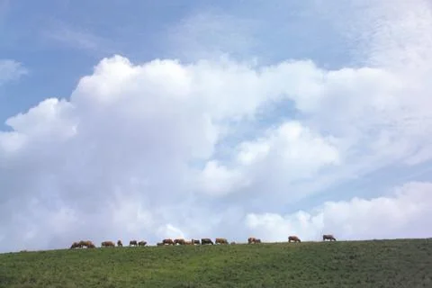 Cattle Herd Stock Photos