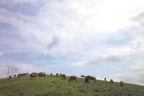 Cattle Herd 스톡 사진