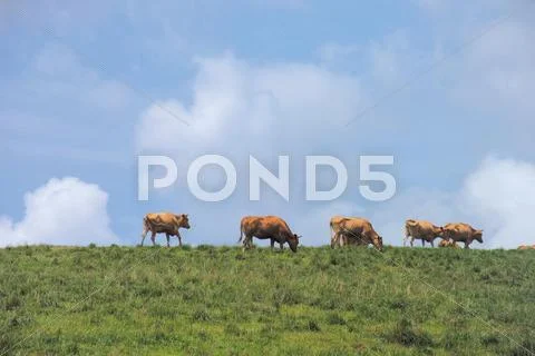 Cattle Herd Stock Photos
