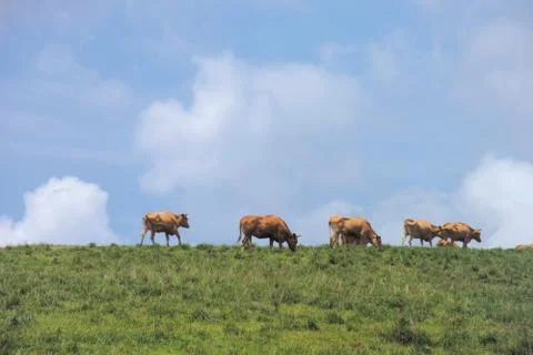 Cattle Herd Stock Photos