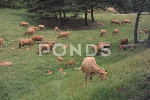 Cattle Herd Stock Photos
