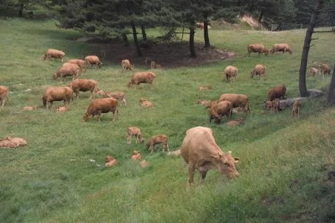 Cattle Herd Stock Photos