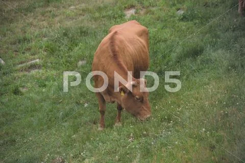 Cattle Herd Stock Photos