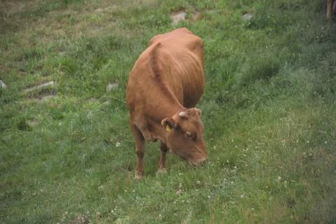 Cattle Herd 写真素材