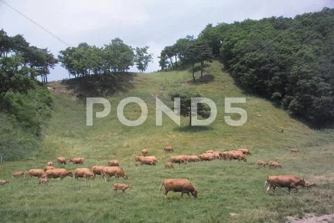 Cattle Herd Stock Photos