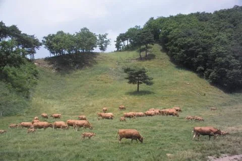 Cattle Herd Stock Photos
