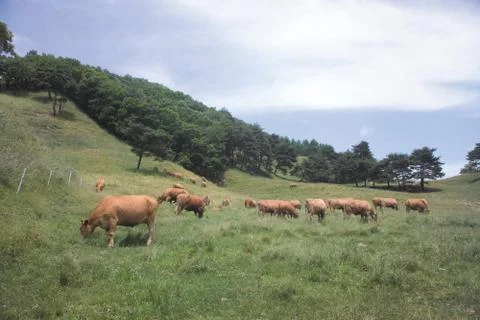 Cattle Herd Stock Photos