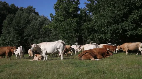Cattle herd resting on pasture Stock Footage 56206109