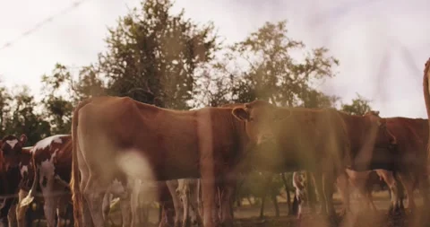 Cattle herd standing on pasture in warm evening light, Slow Motion Video stock 340039189
