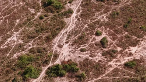 Cattle herd traces and trails across dry pasture land aerial top view 스톡 동영상 309268342